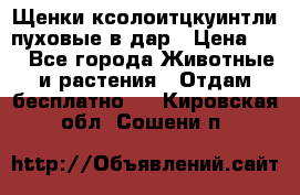 Щенки ксолоитцкуинтли пуховые в дар › Цена ­ 1 - Все города Животные и растения » Отдам бесплатно   . Кировская обл.,Сошени п.